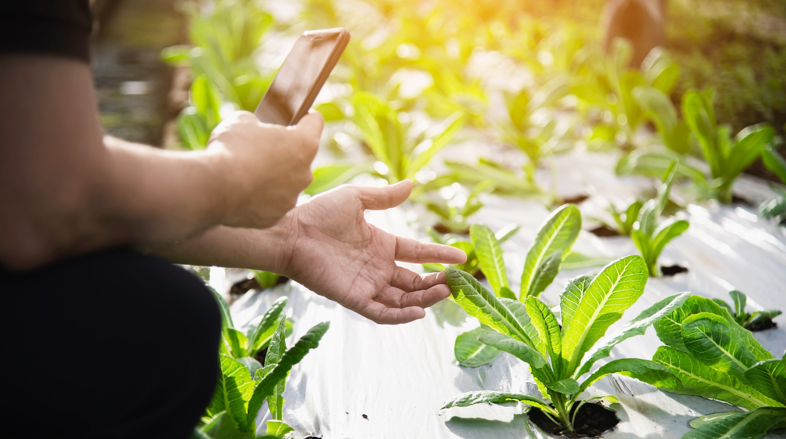 agriculture in india